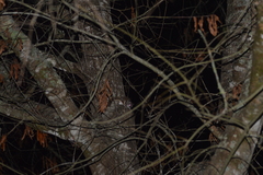 Glaucomys volans volans