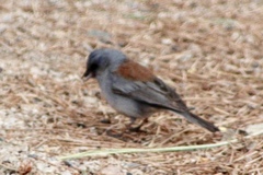 Junco hyemalis dorsalis
