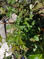 Rubus × loganobaccus