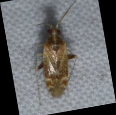 Hamatophylus guttulosus