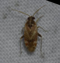 Hamatophylus guttulosus