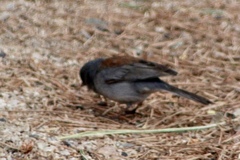 Junco hyemalis dorsalis
