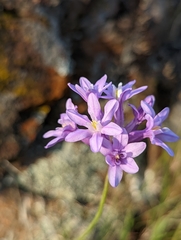 Dichelostemma multiflorum