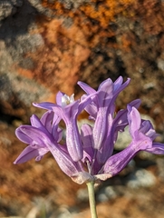 Dichelostemma multiflorum