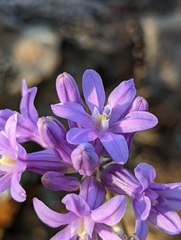 Dichelostemma multiflorum