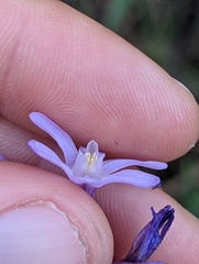Dichelostemma multiflorum
