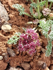 Vesper bulbosus