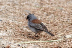 Junco hyemalis dorsalis