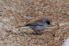 Junco hyemalis dorsalis