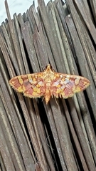 Glyphodes inflamatalis