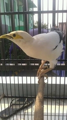 Acridotheres melanopterus