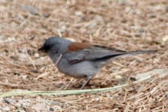 Junco hyemalis dorsalis