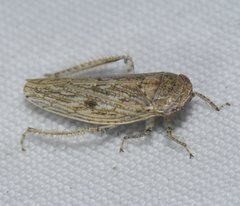 Paraphlepsius planus