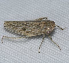 Paraphlepsius planus