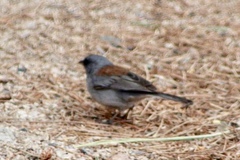 Junco hyemalis dorsalis