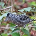 Barred Antshrike - Photo (c) angel_castillo_birdingtours, some rights reserved (CC BY-NC), uploaded by angel_castillo_birdingtours