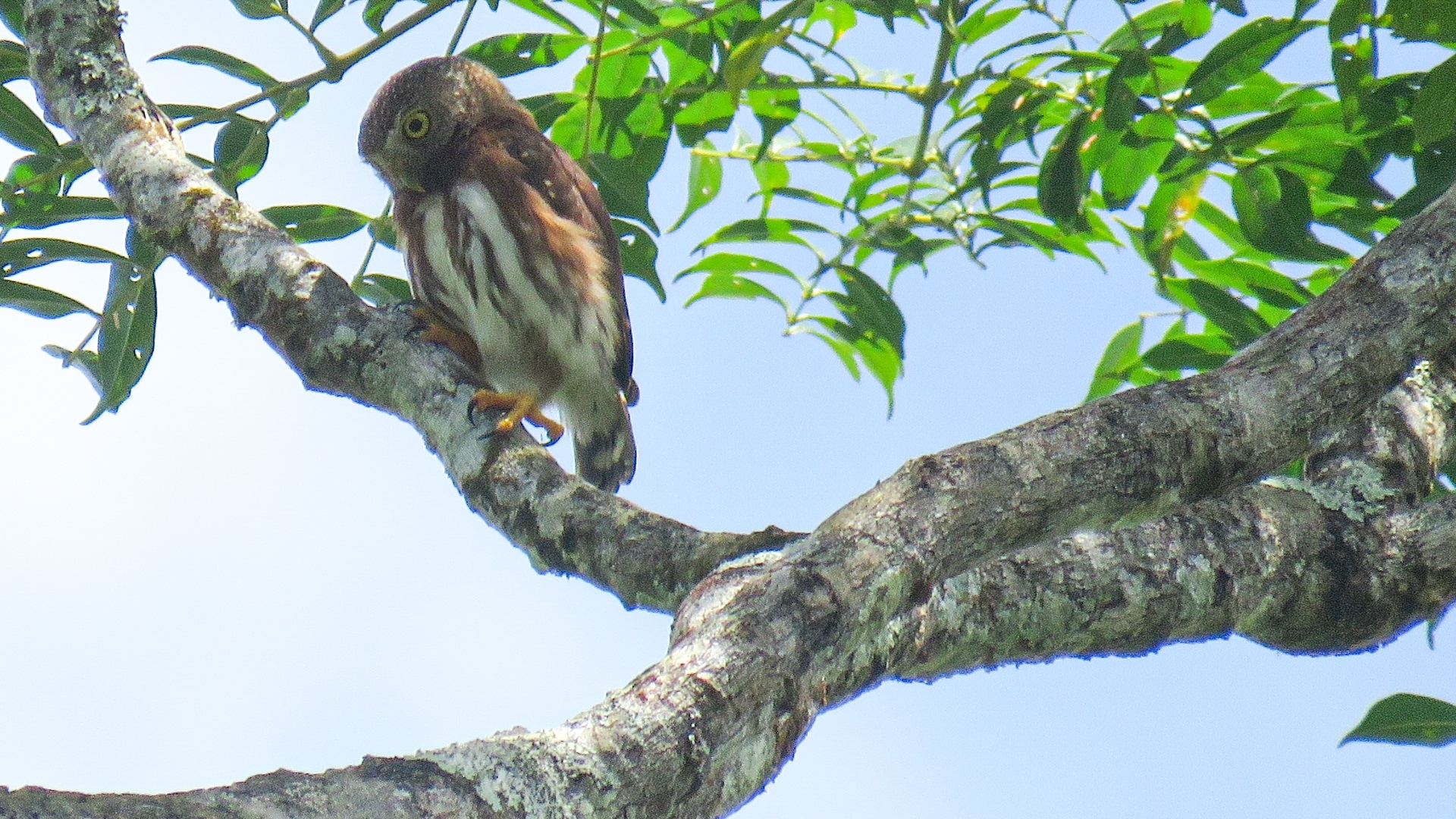 Central American Pygmy Owl (Glaucidium griseiceps), photo 7