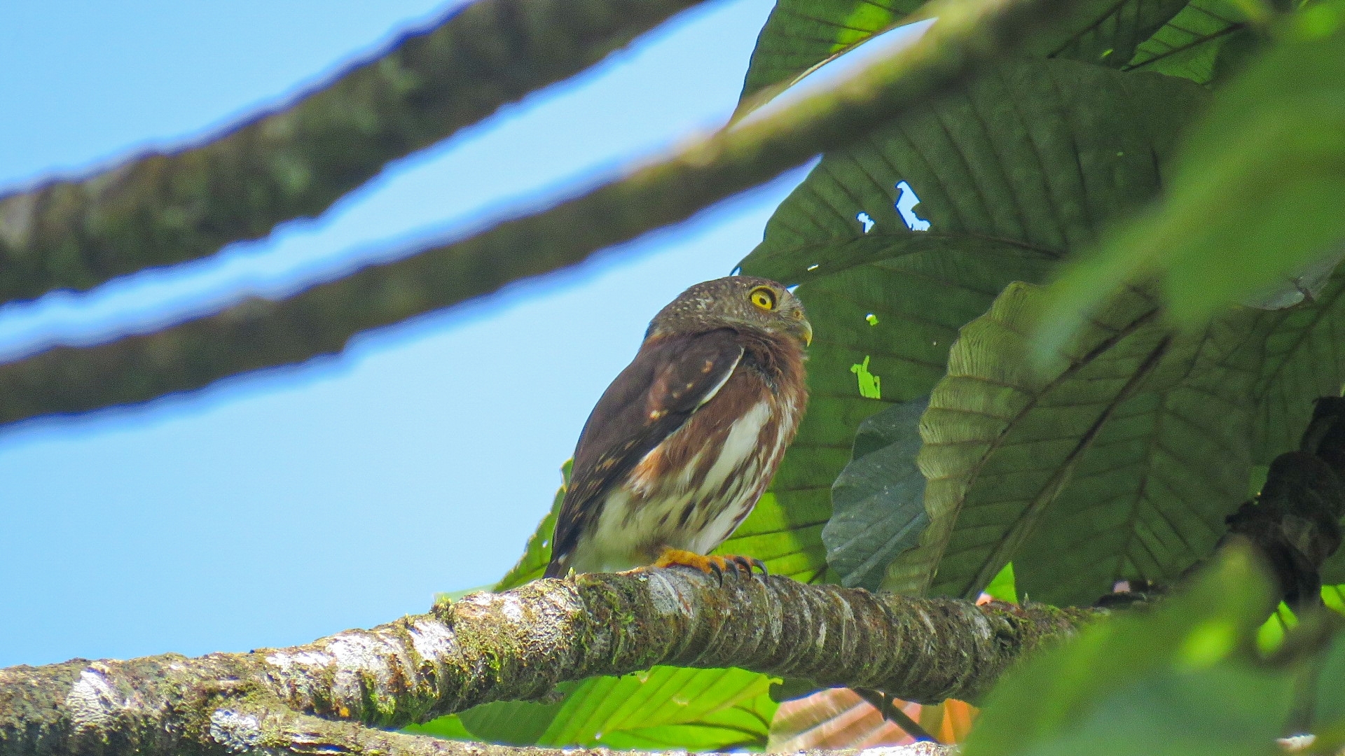 Central American Pygmy Owl (Glaucidium griseiceps), photo 8