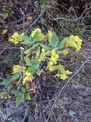 Calceolaria perfoliata