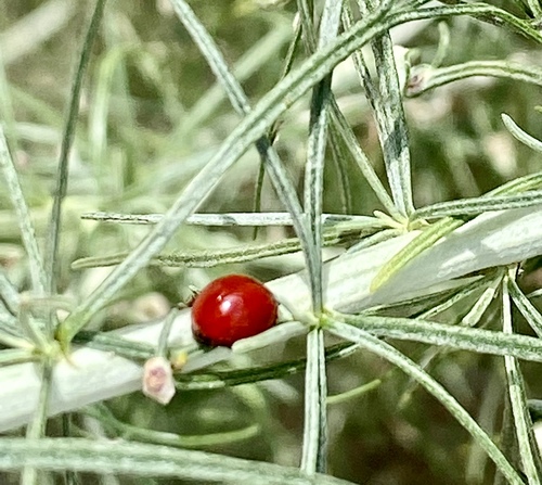 iNaturalist observation photo of Black-spotted Lady Beetles