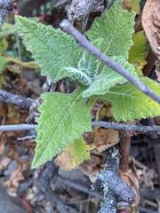 Calceolaria perfoliata