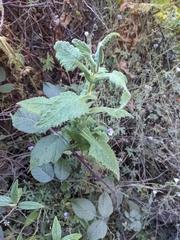Calceolaria perfoliata