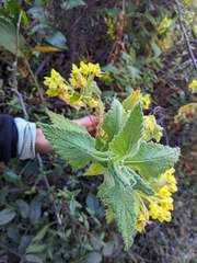 Calceolaria perfoliata