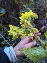 Calceolaria perfoliata