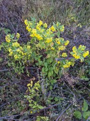 Calceolaria perfoliata