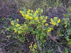 Calceolaria perfoliata