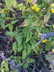 Calceolaria perfoliata