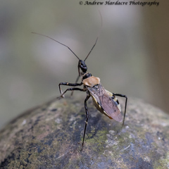 Biasticus abdominalis