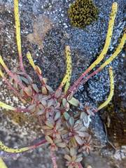 Peperomia leptophylla