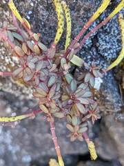 Peperomia leptophylla