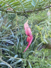 Clianthus
