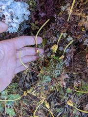 Peperomia leptophylla