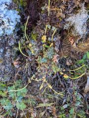 Peperomia leptophylla