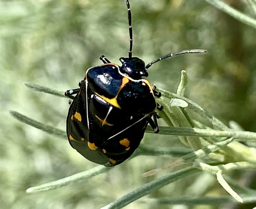 iNaturalist observation photo of Harlequin Bug