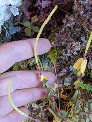 Peperomia leptophylla
