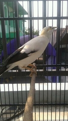 Acridotheres melanopterus