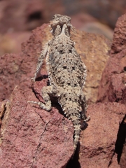 Phrynosoma goodei