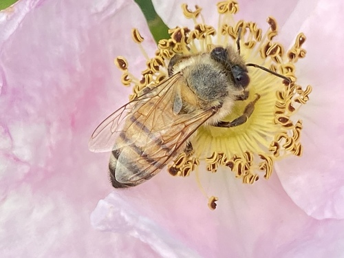 iNaturalist observation photo of Western Honey Bee