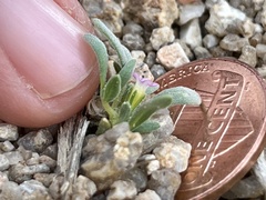 Nama californica