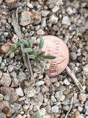 Nama californica