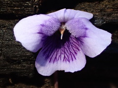 Viola eminens