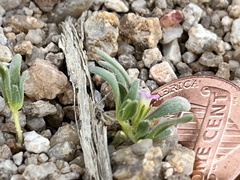 Nama californica