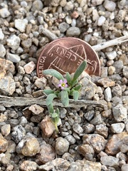 Nama californica