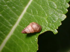 Cochlicella barbara