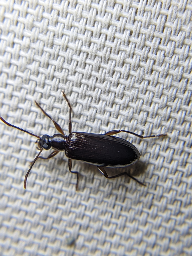 Texas Square-necked Statira