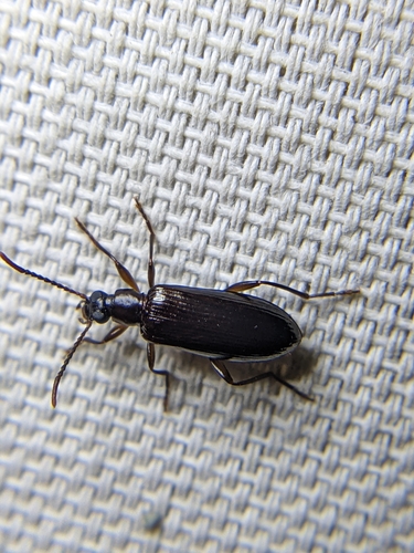 Texas Square-necked Statira